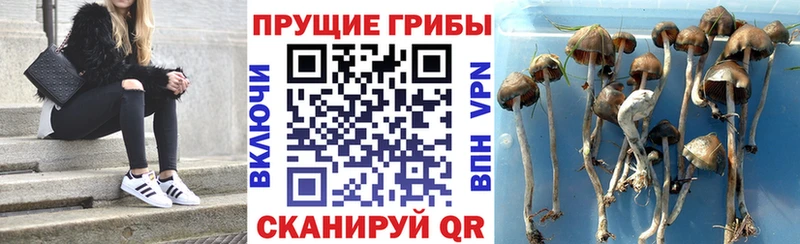 Галлюциногенные грибы Magic Shrooms  где купить наркотик  Таганрог 